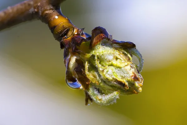 Malá rostlina — Stock fotografie