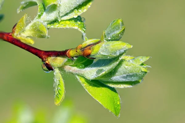 Macro young plant — Stock Photo, Image