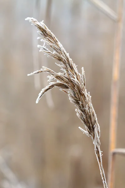 Iced gräs — Stockfoto