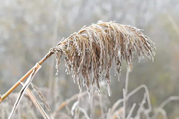 Ha llegado el invierno — Foto de Stock