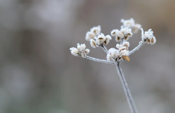 Rime — Stock Photo, Image