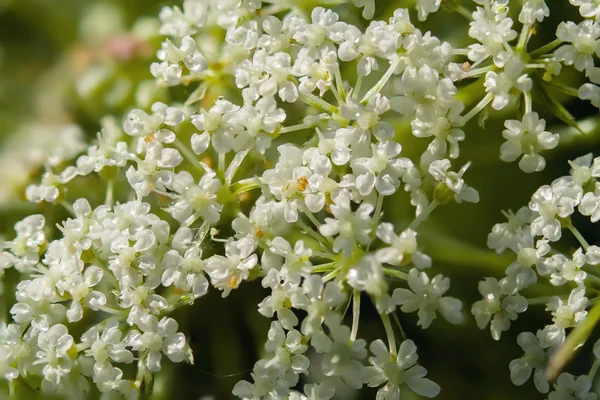 Macro plantas de verão — Fotografia de Stock