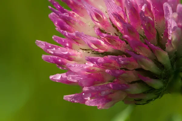 Red macro plants — Stock Photo, Image