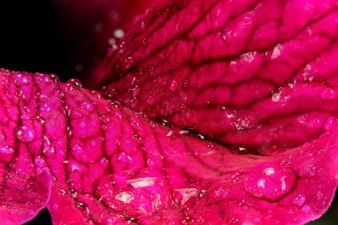 kırmızı makro bitkiler