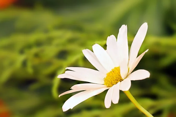 白いマクロ植物 — ストック写真