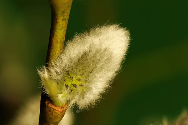 Кицька willow зеленим — стокове фото