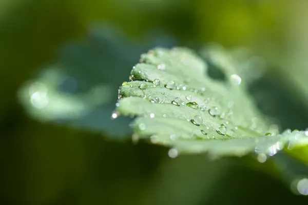 Blatt — Stockfoto