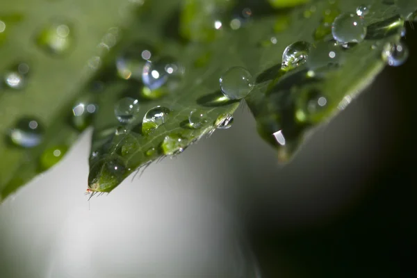 Leaf with after rain — Stock Photo, Image