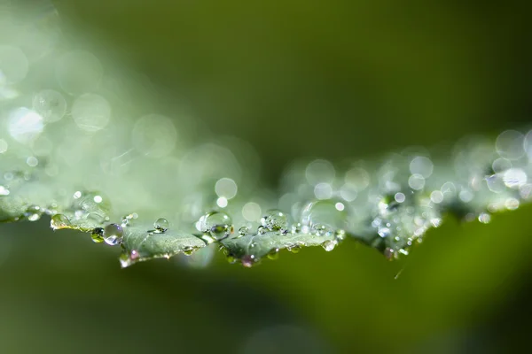 Dew drops — Stock Photo, Image