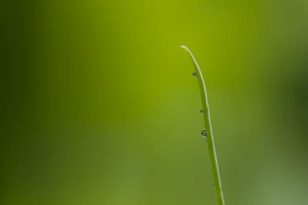 露の滴を持つ植物します。 — ストック写真