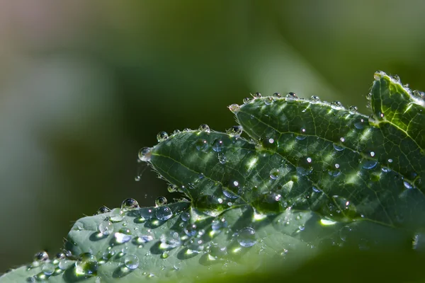 Leaf with many dew drops — Stock Photo, Image