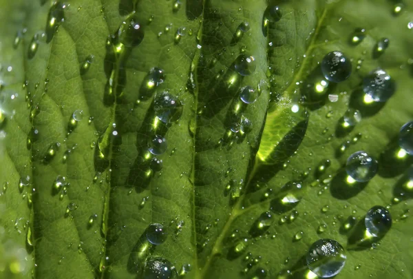 Muchas gotas de rocío — Foto de Stock