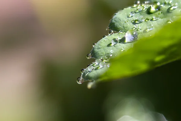 Folha de planta com gotas de orvalho — Fotografia de Stock