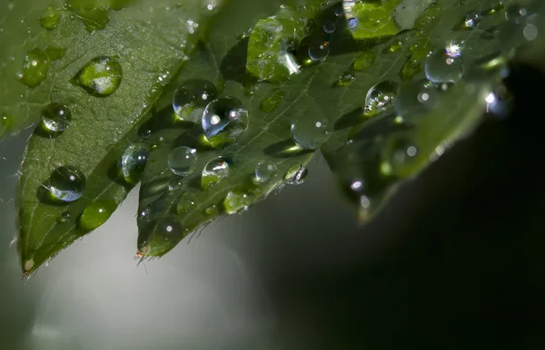 Leaf with big dew drops — Stock Photo, Image