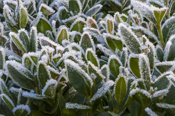 Frostbusch — Stockfoto