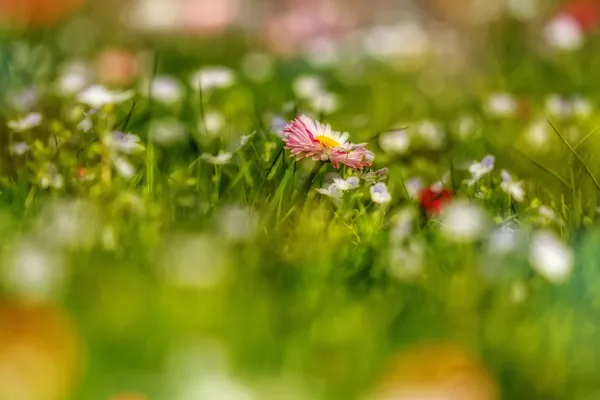 Beautiful flowers macro — Stock Photo, Image