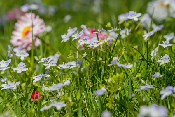 美しく、カラフルな草原の花マクロ — ストック写真