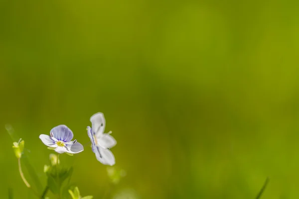 Macro white plant — Stock Photo, Image