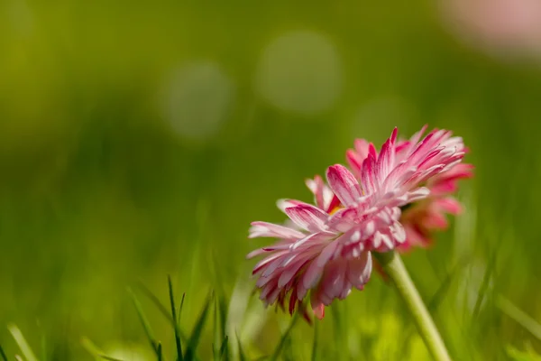 Fina fält av blommor — Stockfoto