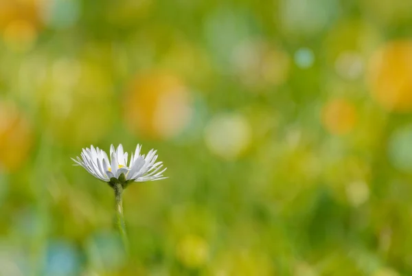 Flowers in green — Stock Photo, Image