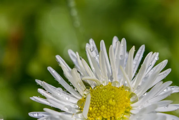 Flores blancas de cerca —  Fotos de Stock