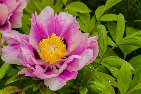 Purple peony — Stock Photo, Image