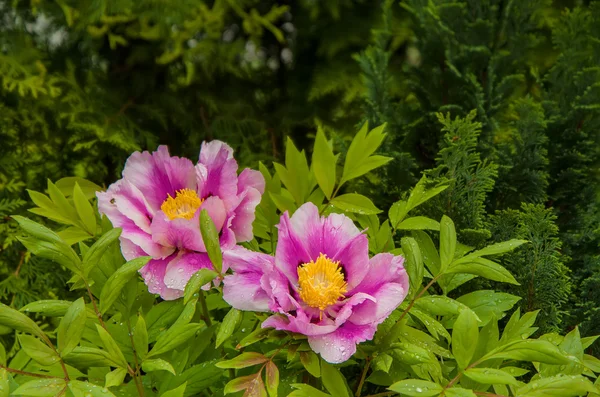 Zwei Pfingstrosen — Stockfoto