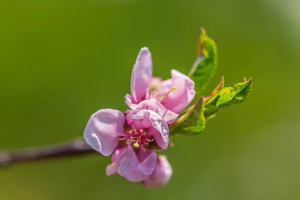 Primavera — Foto de Stock