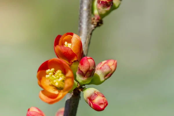 Mladí makro rostliny — Stock fotografie