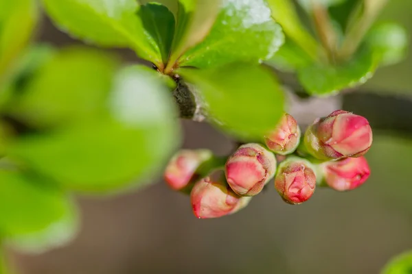 Plant in summer — Stock Photo, Image