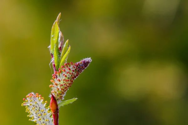 Kegel in het groen — Stockfoto