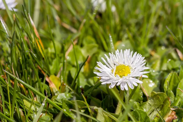 Campo blanco de flores —  Fotos de Stock