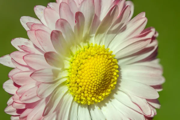 Bonitas flores —  Fotos de Stock