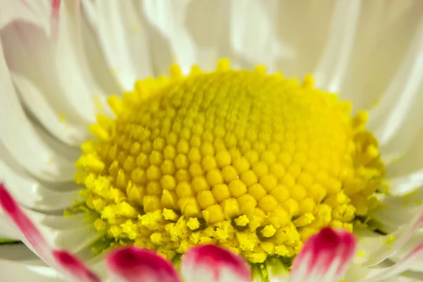 ดอกไม้สีขาวขนาดใหญ่ — ภาพถ่ายสต็อก