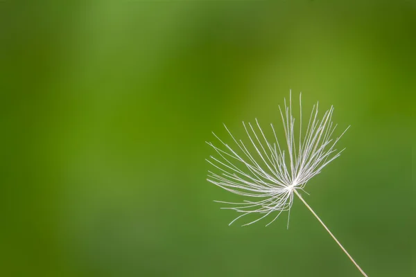 Beautiful white and fragile dandelion in spring — Stock Photo, Image