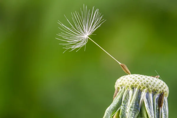 Dandelion in spring — Stock Photo, Image