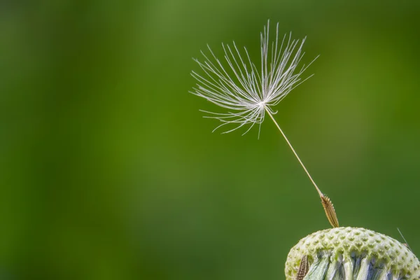 Biel dandelion wiosną — Zdjęcie stockowe