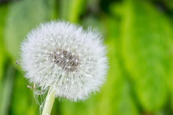 Diente de león frágil —  Fotos de Stock