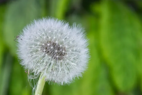 Beautiful dandelion in spring — Stock Photo, Image