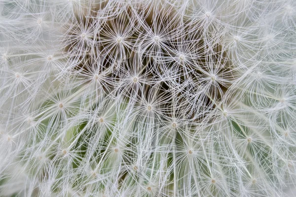 Macro  dandelion in spring — Stock Photo, Image