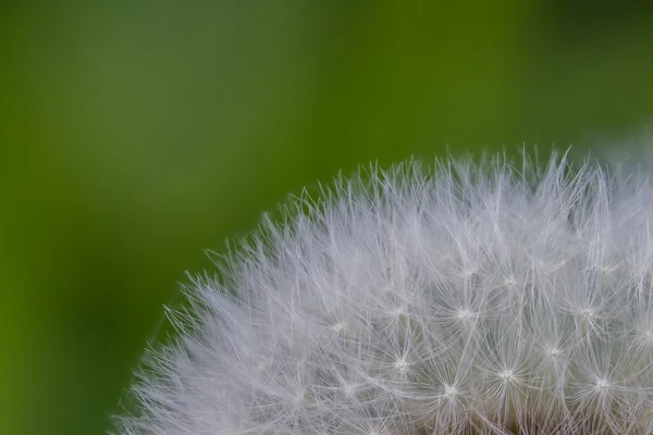 Bonito diente de león —  Fotos de Stock