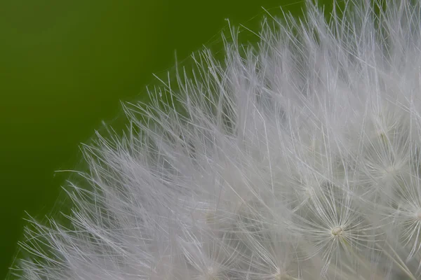 Weißer Löwenzahn — Stockfoto