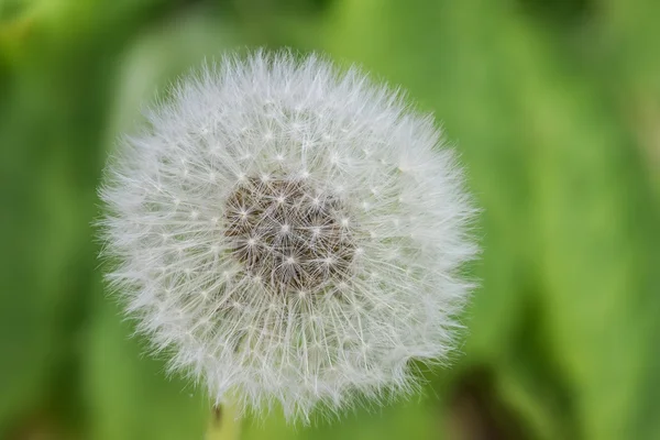 Un diente de león — Foto de Stock