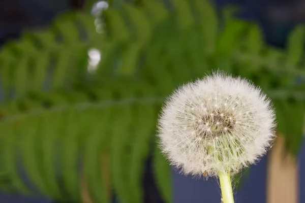 Diente de león en verde —  Fotos de Stock