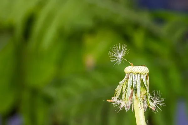 Witte en fragiele paardebloem — Stockfoto