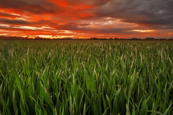 Campo de trigo por la noche —  Fotos de Stock