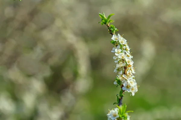 Tree Flowering — Stock Photo, Image