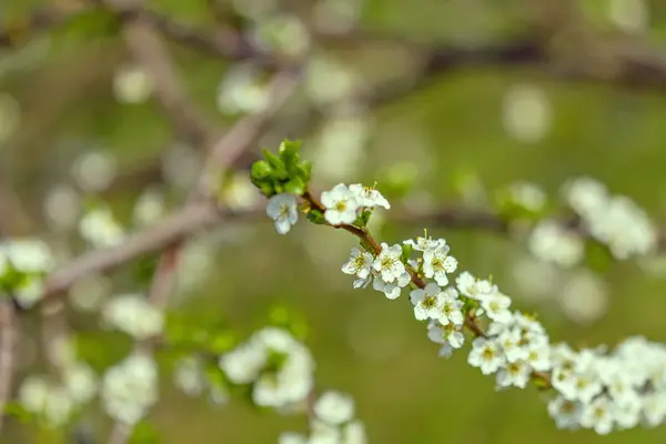 Floración en verde — Foto de Stock