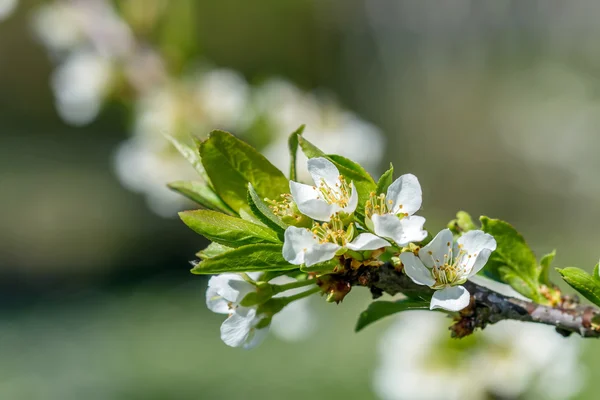 Bílý květ — Stock fotografie