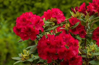 yeşil kırmızı Rododendro